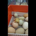 ny kyckling